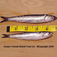 IQF Northern Anchovy (Engraulis mordax)