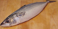 300-500 Gram Pacific Mackerel (Scomber japonicus)