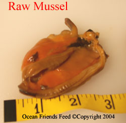 Mussel  (Mytilus edulis) Whole Meat IQF