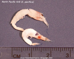 Krill (E. Pacifica) Whole Frozen