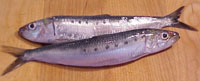 IQF - Pacific Sardine (Sardinops sagax)