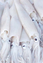 25 Pound Carton - California Squid (Loligo opalescens)