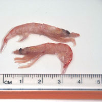 12.5 Kilo - Antarctic Krill (E. Superba)
